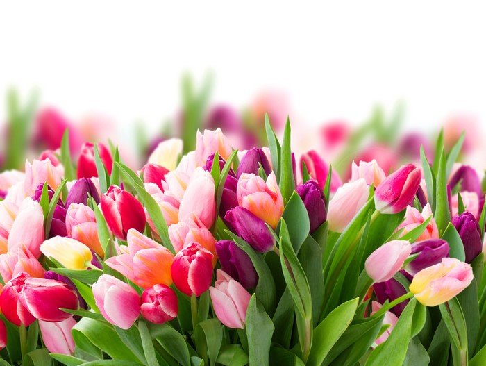 Many Tulips