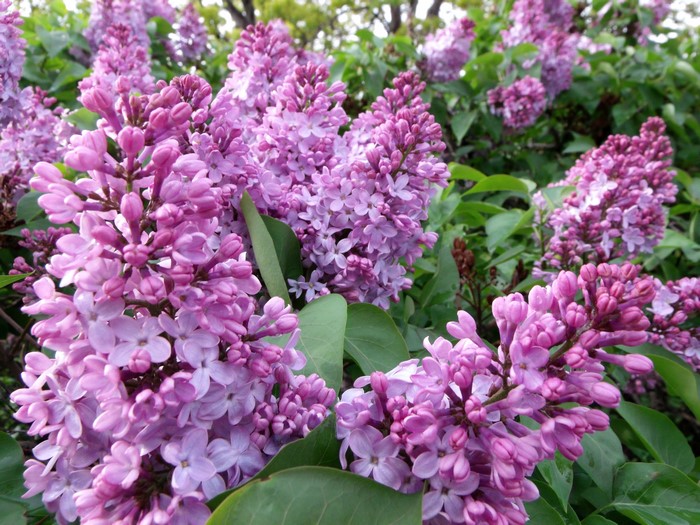 Close-up of blooming purple lilacs