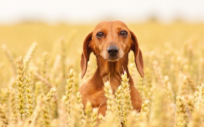 Dachshund dog in a wheat field