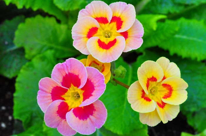 Close-up of colorful Primula flowers