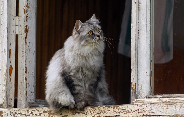 Fluffy gray cat sitting on a windowsill
