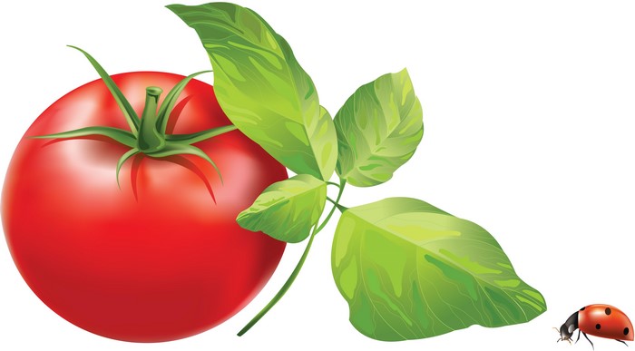 Tomato, Basil, and Ladybug Vector Graphic