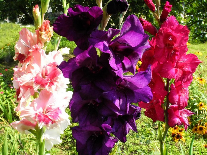 Close-up of three Gladiolus flowers in bloom
