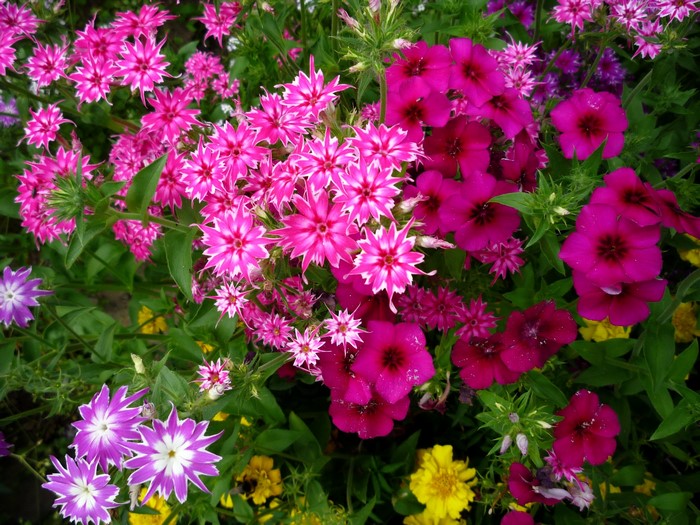 A close-up of pink and purple phlox flowers