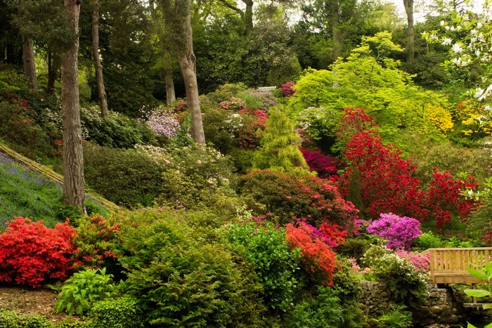 Bodnant Gardens in Wales with Rhododendrons and Trees
