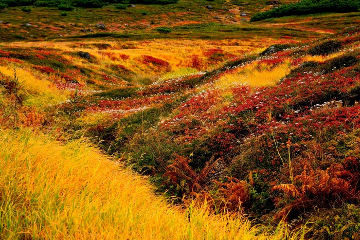 Autumnal mountain landscape with colorful foliage in Hokkaido, Japan