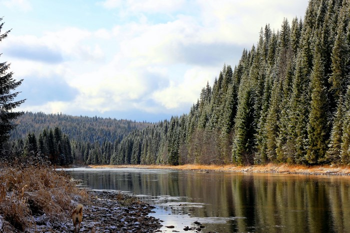 River flowing through a snowy forest in Russia
