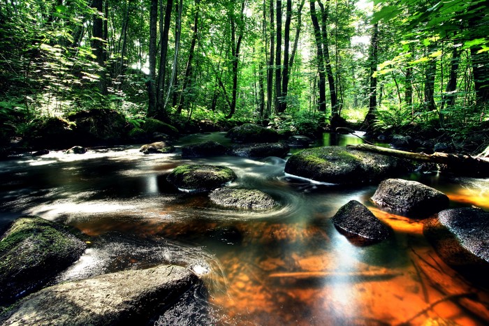 River flowing through a forest in Vastra Gotaland, Sweden