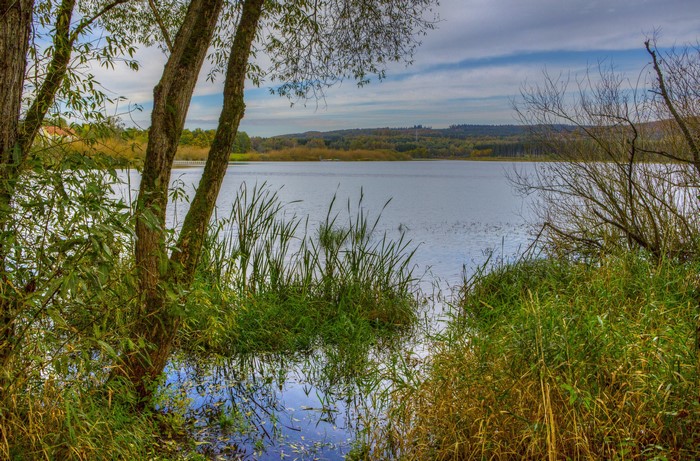 Trees and reeds by a lake in Ulmen, Germany