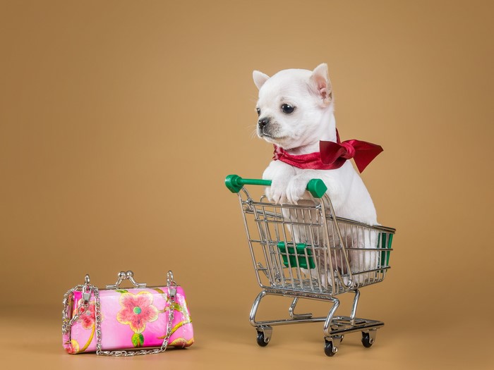 Chihuahua puppy in shopping cart with purse