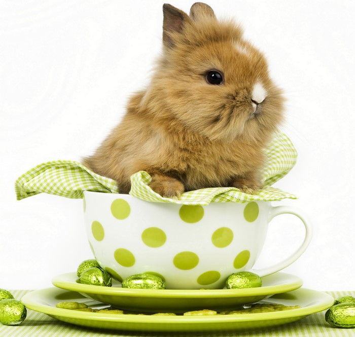 Easter Bunny in a Polka Dot Cup with Eggs