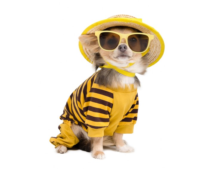 Chihuahua dog wearing sunglasses and a hat