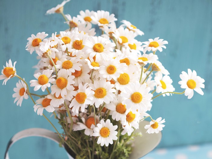 Bouquet of Camomiles
