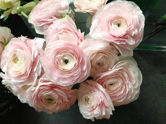 Pink Ranunculus Flowers Close-up