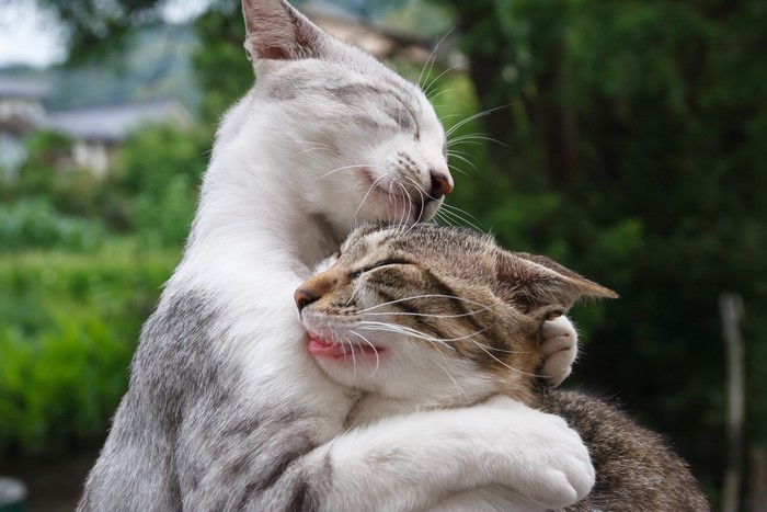 Two cats hugging outdoors