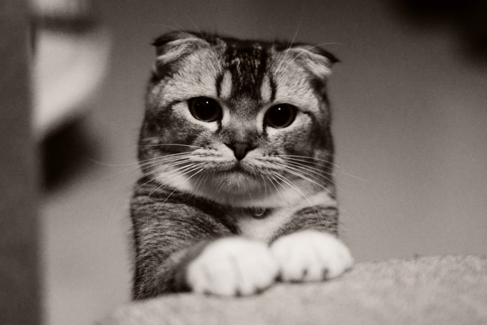 Scottish Fold cat with folded ears