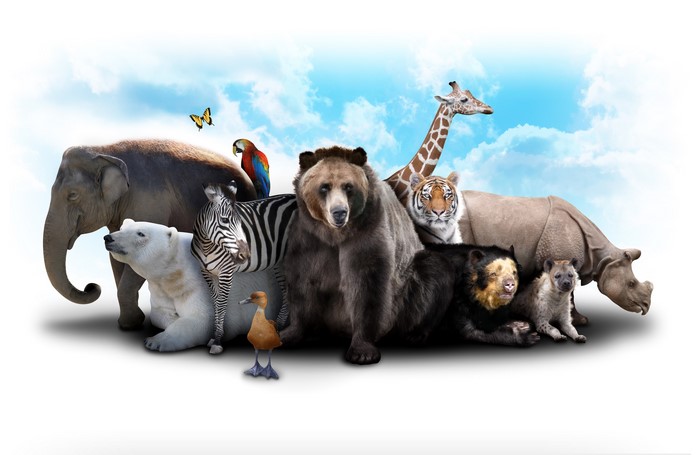 4K Animals: Elephant, Bears, Giraffe, Zebra, Tiger, Rhino, Hyena, Parrot, Butterfly, Duck