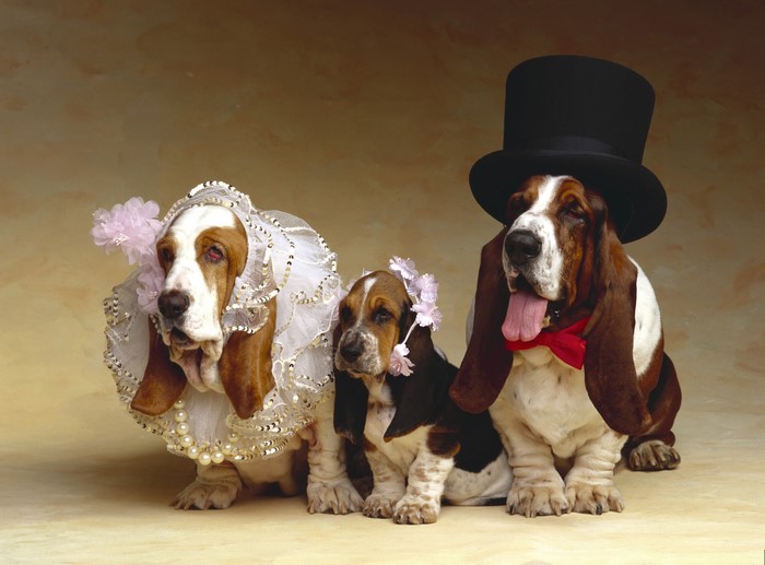 Three Basset Hounds dressed for a wedding