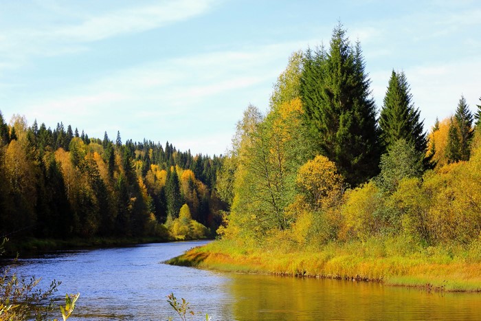 River flowing through an autumn forest in Russia