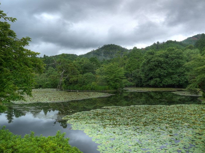 Pond with lily pads and trees in Kinkaku Garden, Kyoto, Japan