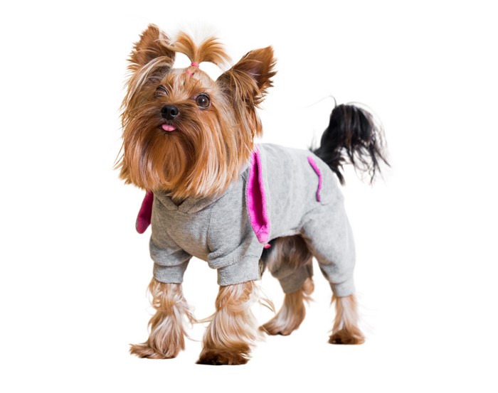 Yorkshire terrier wearing a grey hoodie with pink ears