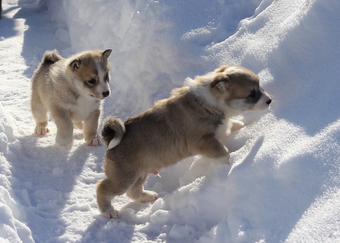 Two puppies playing in the snow