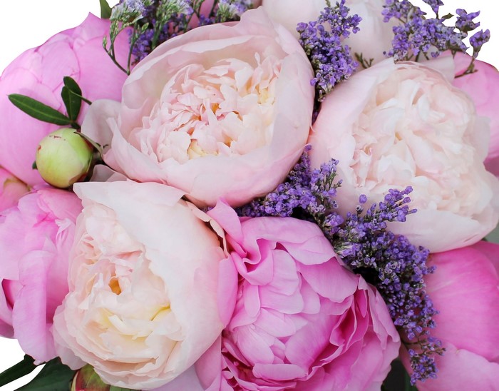 Close-up of pink and white peonies with purple flowers