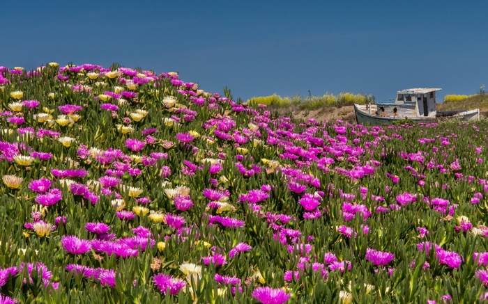 Field of pink and yellow flowers with a boat