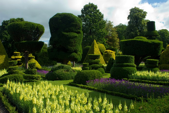Topiary garden with yellow and purple flowers at Bodnant Gardens, Wales