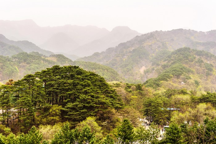 Mountains and Trees in North Korea