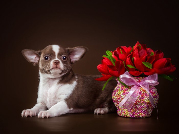 Chihuahua puppy with red tulips in a decorated vase