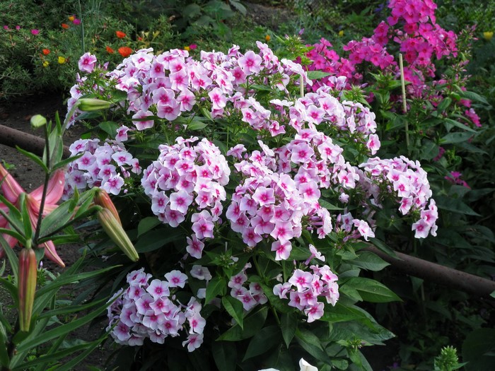 Pink and white phlox flowers in a garden