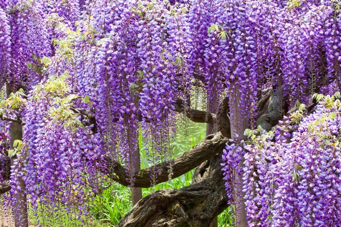 Wisteria flowers at Ashikaga Flower Park, Japan