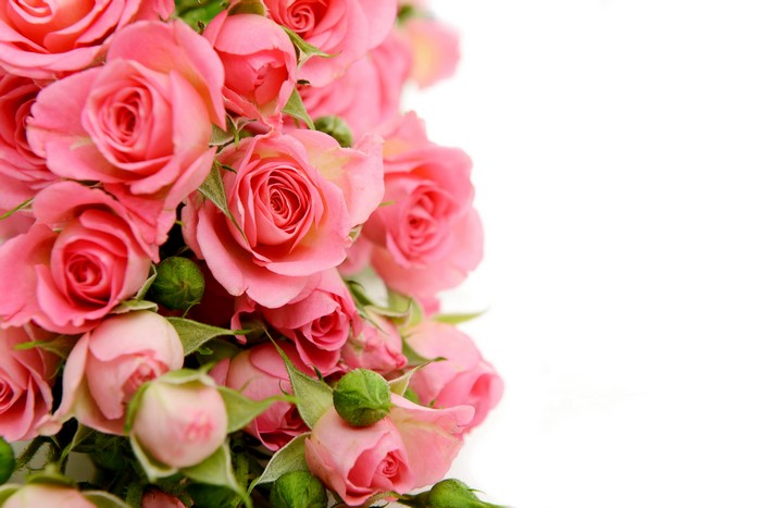 A bouquet of pink roses with buds