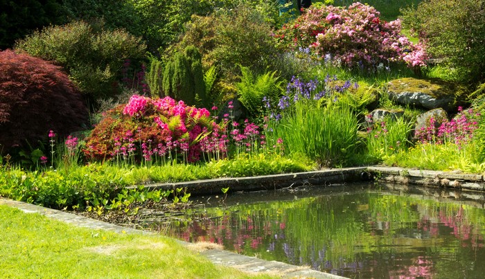 Mount Pleasant Gardens pond with blooming shrubs in the UK