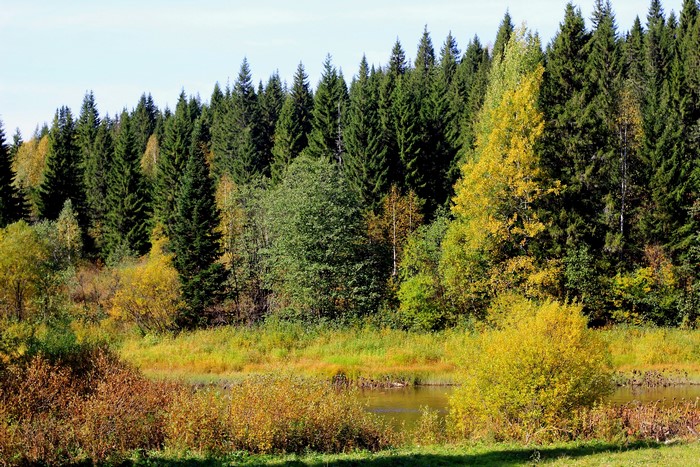 Autumn forest with a river in Russia