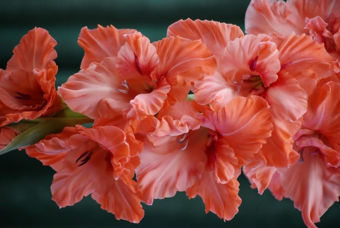 Close-up of pink gladiolus flowers