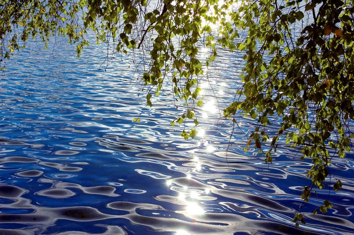 Sunlight reflecting on rippling water with tree branches