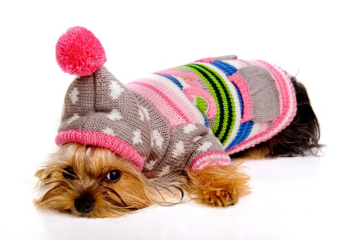 Yorkshire Terrier Puppy Wearing a Sweater and Hat