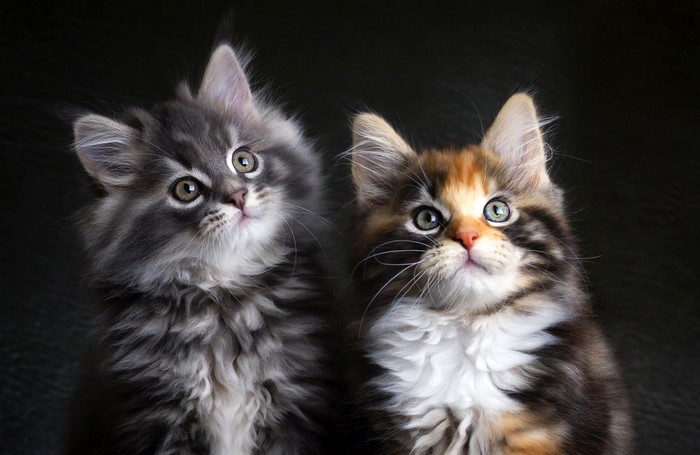 Two fluffy kittens looking up