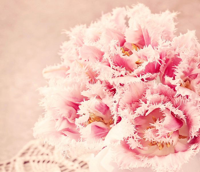 Close-up of pink fringed tulips