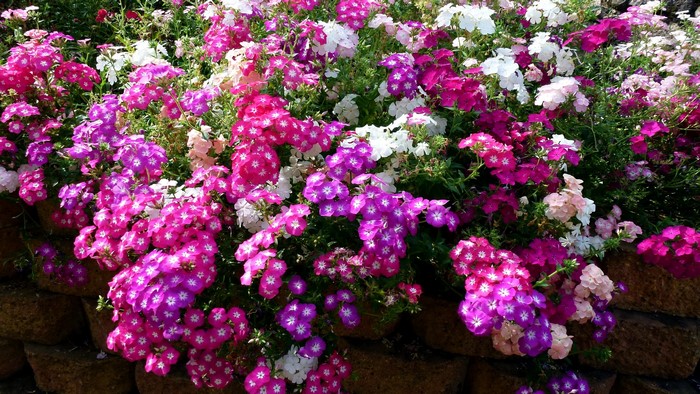 A bed of colorful Phlox flowers