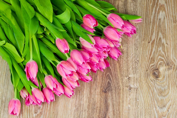 Pink Tulips on a Wooden Background