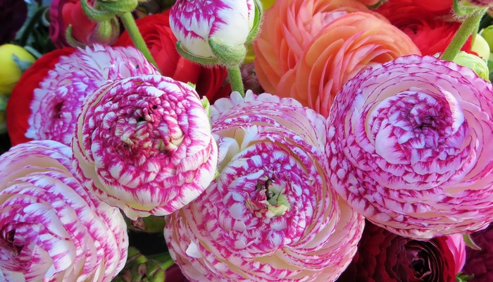 Close-up of pink and white Ranunculus flowers