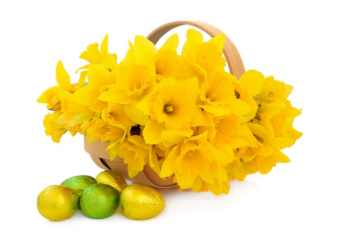 Easter basket with yellow daffodils and foil-wrapped eggs