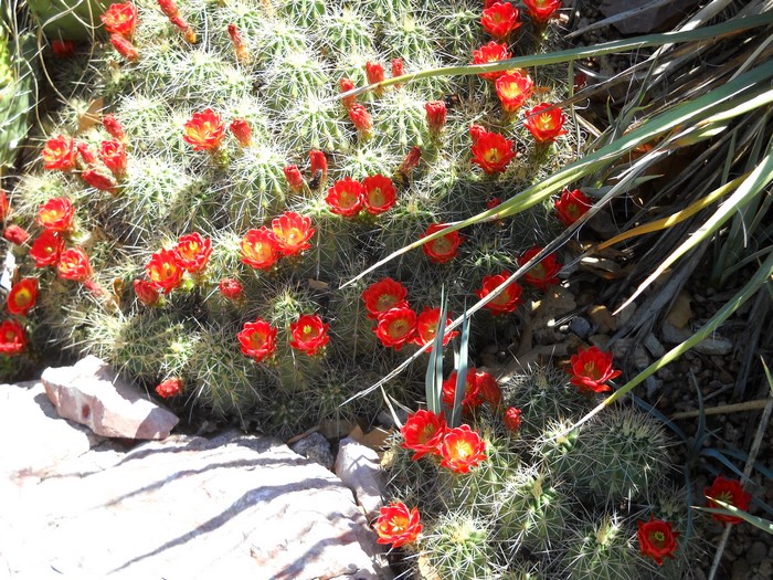 Red Cactus Flowers Blooming