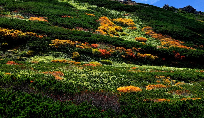 Mountain slope with shrubs in autumn colors