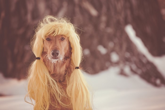 Golden Retriever dog wearing a blonde wig with pigtails