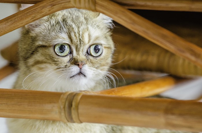 Cats Eyes Snout Glance
