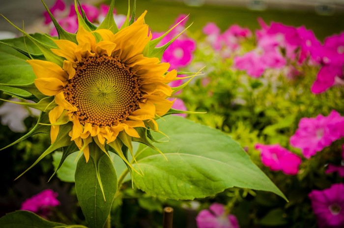 Sunflower and pink flowers in a garden
